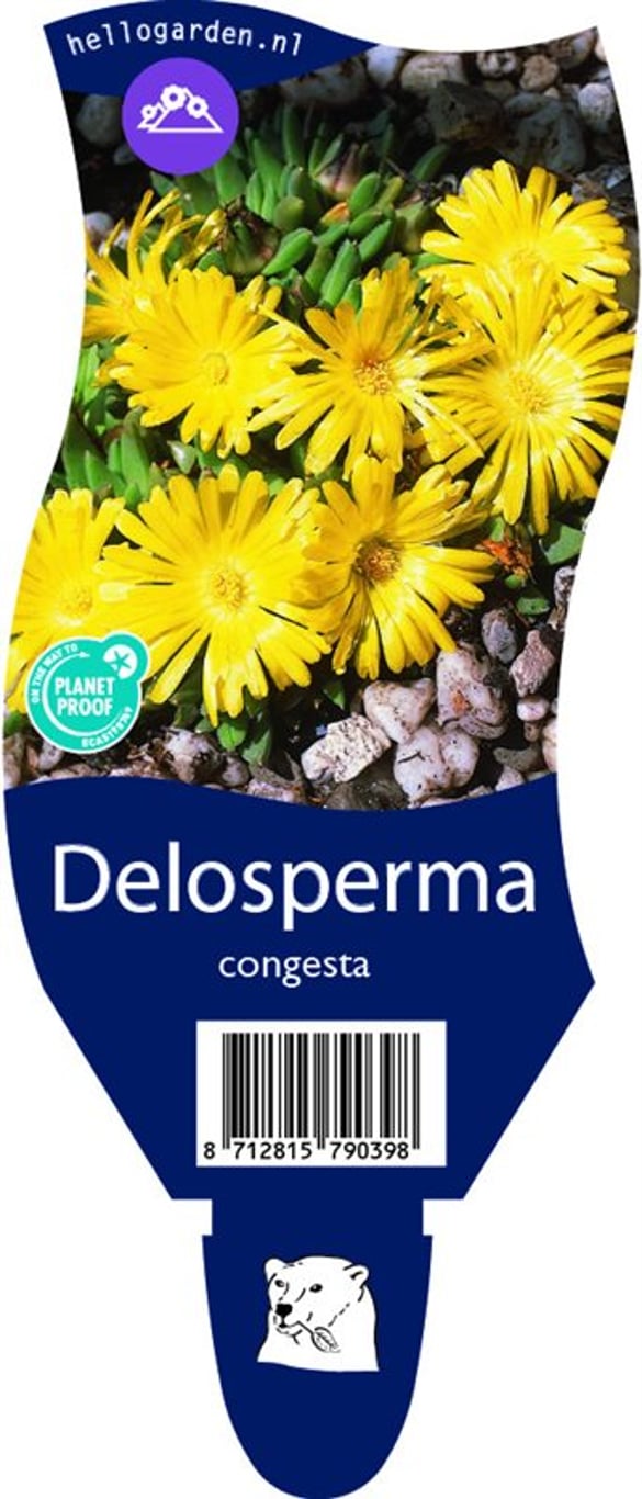 Delosperma congestum - P11